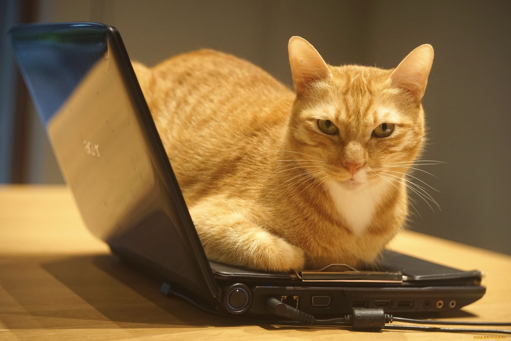 Ноутбук сатам. Котик за компьютером. Кошка с ноутбуком. Смешной ноутбук. Животные и компьютер.